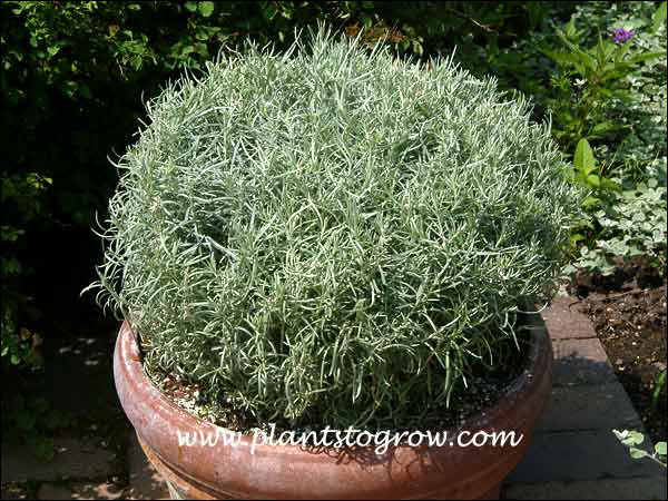 This plant was labeled as Helichrysum Curry Plant and may or may not be the dwarf form.